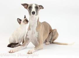 Whippet bitch and Siamese kitten