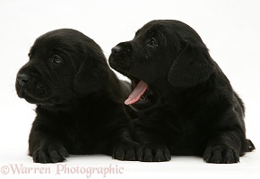 Two Black Labrador Retriever puppies