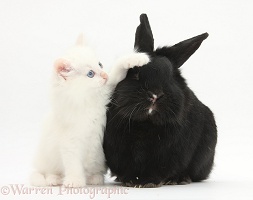 White kitten and black rabbit