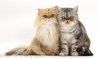 Golden Chinchilla Persian and Silver tabby Exotic cats