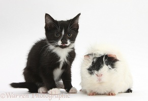 Black-and-white kitten and black-and-white Guinea pig