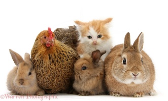Chicken, kitten and bunny rabbits