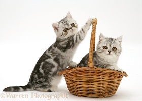Silver tabby Exotic kittens playing with a wicker basket