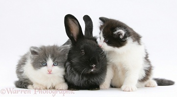 Kittens with black Lionhead-cross rabbit