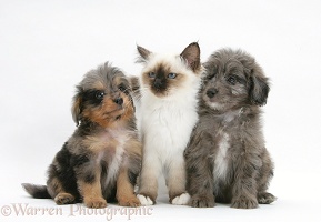 Sheltie x Poodle pups and Birman kitten
