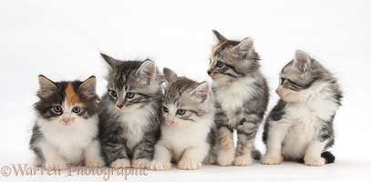 Five Maine Coon-cross kittens, 7 weeks old