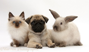 Fawn Pug pup, 8 weeks old, with kitten and rabbit