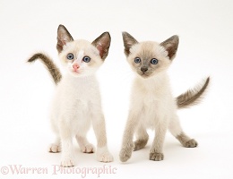 Siamese-cross kittens