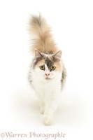 Persian-cross female cat