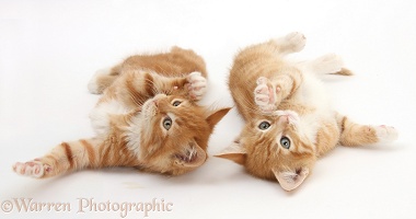 Two ginger kittens lying together on their backs