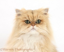 Golden Chinchilla Persian cat