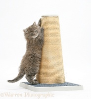 Maine Coon kitten, 7 weeks old, using a scratch post