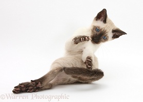 Siamese kitten, 10 weeks old, doing 'aerobics'