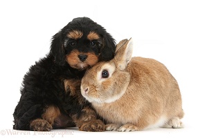 Cavapoo pup and rabbit