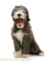 Bearded Collie pup yawning
