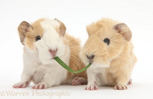 1 day old baby Guinea pigs eating grass