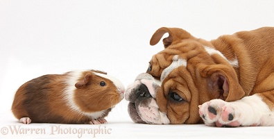 Bulldog pup and Guinea pig