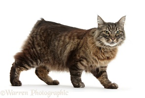 Elderly Tabby Manx-cross cat