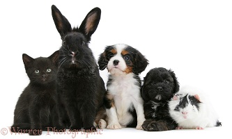Black-and-white pet lineup