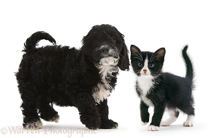 Black-and-white Cockapoo pup and kitten