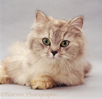 Silver tabby longhaired female cat