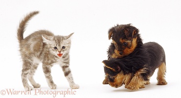 Tabby kitten frightened by Yorkie pups