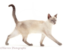 Blue-point Siamese cat, walking across