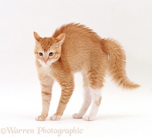 Ginger Burmese-cross cat in frightened display