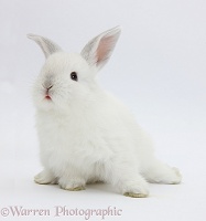 Young white rabbit