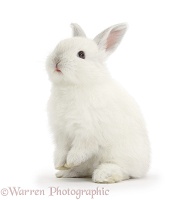 Young white rabbit sitting up on its haunches