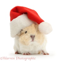 Baby Guinea pig wearing a Santa hat