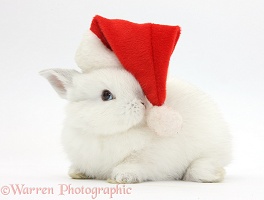 Young white rabbit wearing a Santa hat