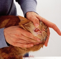 Examining the teeth of ginger female cat