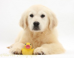 Yellow Labrador Retriever pup with yellow bath duck