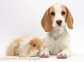 Orange-and-white Beagle pup and alpaca Guinea pig