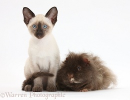 Shaggy Guinea pig and Siamese kitten, 10 weeks old