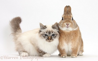 Birman cat and rabbit