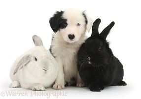 Black-and-white Border Collie pup and rabbits