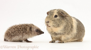 Baby Hedgehog and Guinea pig