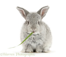 Baby silver rabbit eating grass