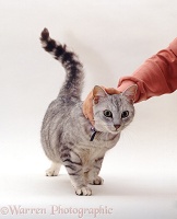 Silver tabby male cat enjoying being stroked