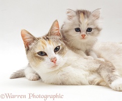 Cute cat and kitten
