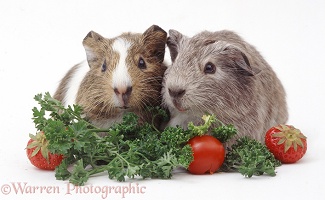 Young Guinea pigs eating vegetables