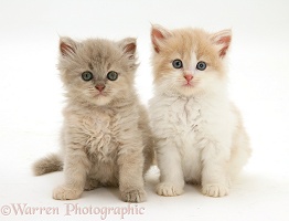 Persian-cross kittens