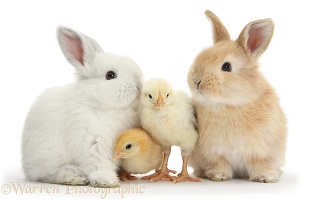 Sandy and white rabbits and yellow bantam chicks
