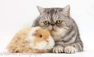 Alpaca Guinea pig and Silver tabby Exotic cat
