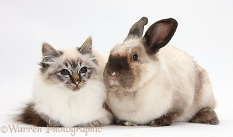 Birman cat and colourpoint rabbit