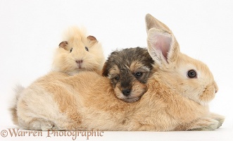 Yorkipoo pup, 6 weeks old, with rabbit and Guinea pig