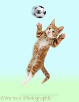 Ginger kitten leaping as if to save a goal
