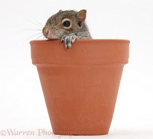 Young Grey Squirrel in a flowerpot